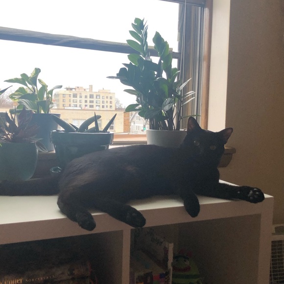 Meet Your Posher, Maggie! - Picture 2 of 3